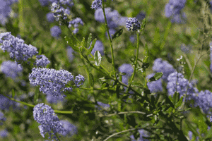 Parry ceanothus(Ceanothus parryi)