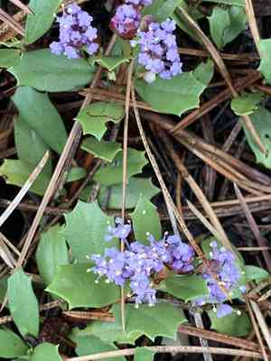Mahala mat(Ceanothus prostratus)