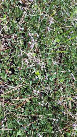 Mahala mat(Ceanothus prostratus)
