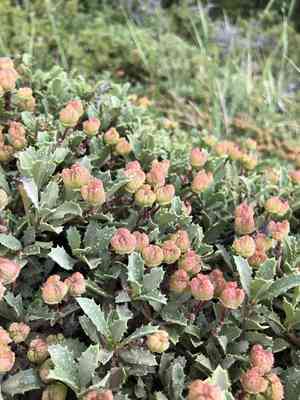 Mahala mat(Ceanothus prostratus)