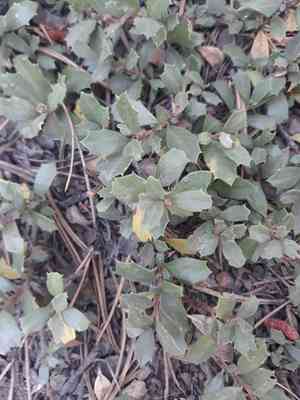 Mahala mat(Ceanothus prostratus)