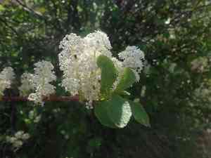 Redstem ceanothus(Ceanothus sanguineus)