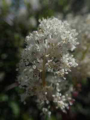 Redstem ceanothus(Ceanothus sanguineus)
