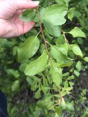 Redstem ceanothus(Ceanothus sanguineus)