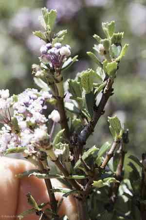 Sonoma ceanothus(Ceanothus sonomensis)