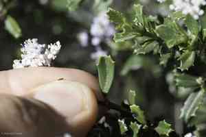 Sonoma ceanothus(Ceanothus sonomensis)
