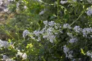 Redheart(Ceanothus spinosus)