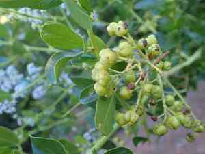 Redheart(Ceanothus spinosus)