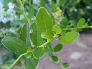 Redheart(Ceanothus spinosus)