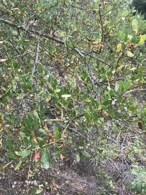 Redheart(Ceanothus spinosus)