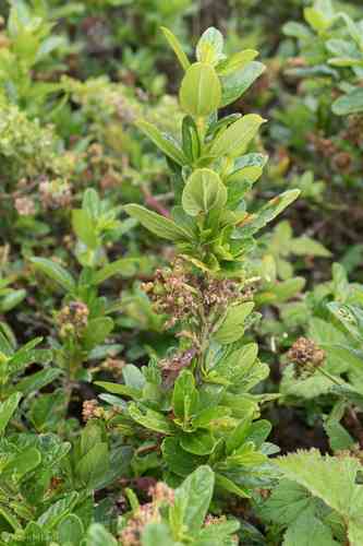 Blueblossom(Ceanothus thyrsiflorus)