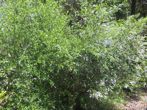 Blueblossom(Ceanothus thyrsiflorus)