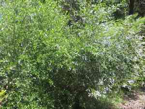 Blueblossom(Ceanothus thyrsiflorus)