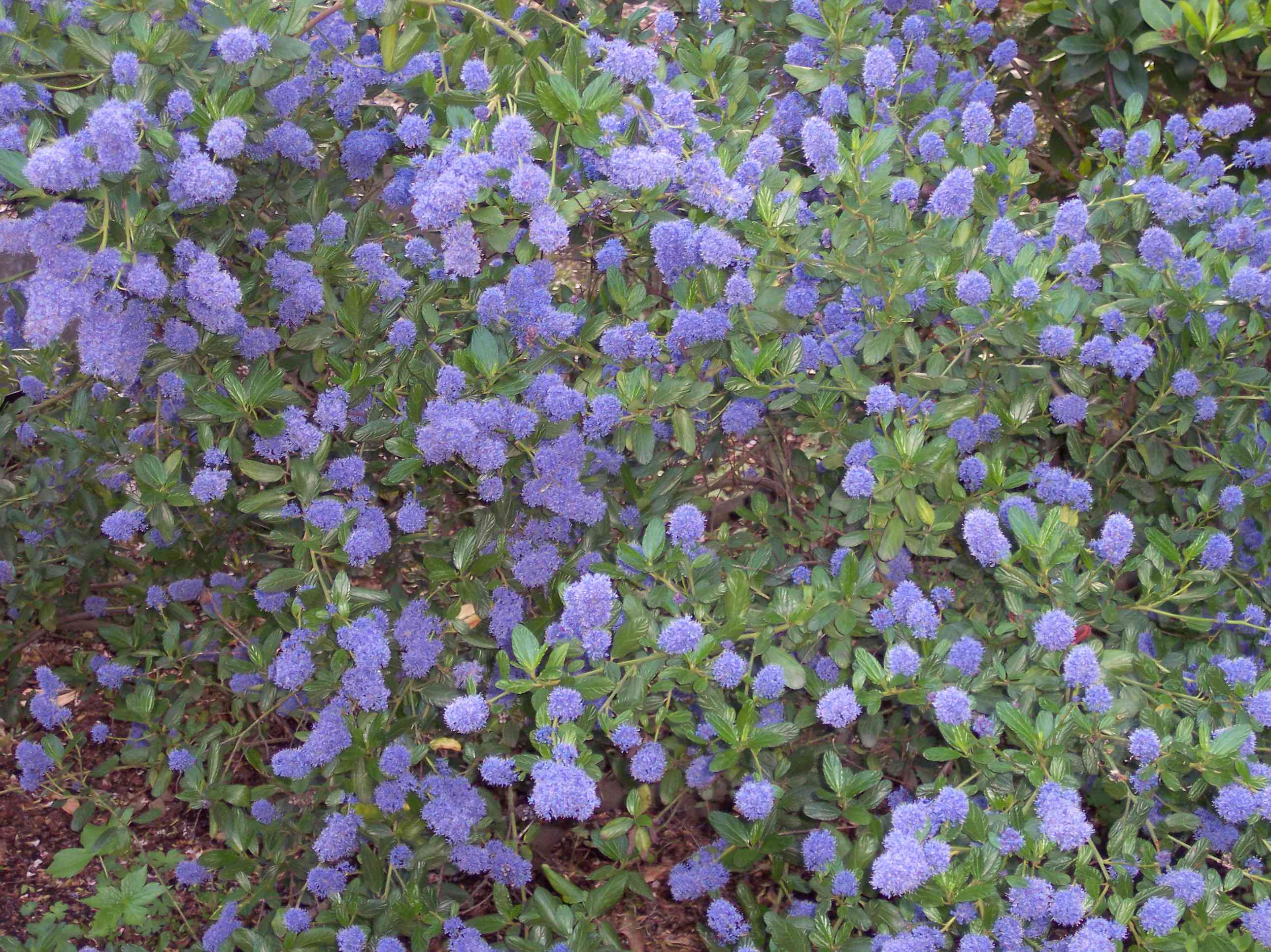 Blueblossom(Ceanothus thyrsiflorus)