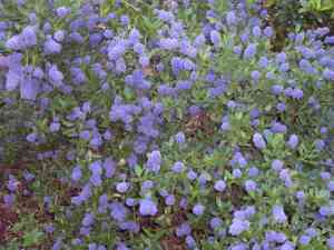 Blueblossom(Ceanothus thyrsiflorus)