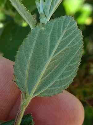 Woolyleaf ceanothus(Ceanothus tomentosus)