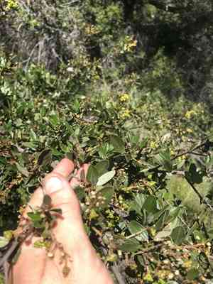 Woolyleaf ceanothus(Ceanothus tomentosus)