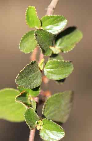 Woolyleaf ceanothus(Ceanothus tomentosus)