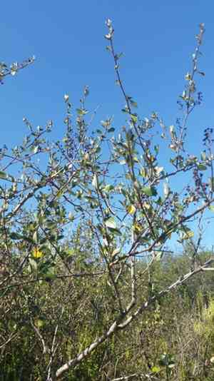 Woolyleaf ceanothus(Ceanothus tomentosus)