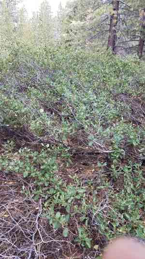 Snowbrush ceanothus(Ceanothus velutinus)