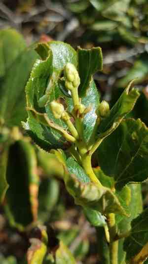 Snowbrush ceanothus(Ceanothus velutinus)