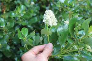 Snowbrush ceanothus(Ceanothus velutinus)