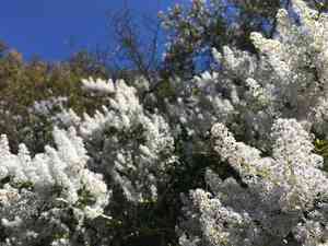 Redroots (Ceanothus)(Ceanothus)