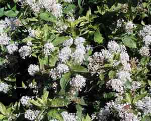 Redroots (Ceanothus)(Ceanothus)