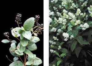Redroots (Ceanothus)(Ceanothus)