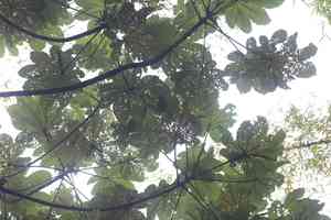 Pumpwood(Cecropia schreberiana)