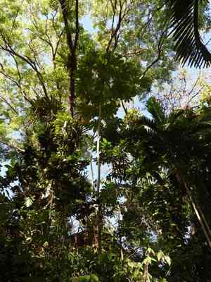 Pumpwood(Cecropia schreberiana)