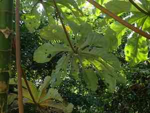 Pumpwood(Cecropia schreberiana)
