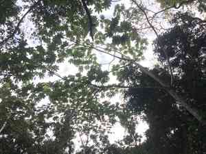 Pumpwood(Cecropia schreberiana)