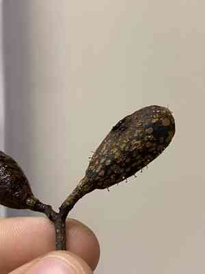 Spanish cedar(Cedrela odorata)