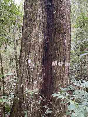 Spanish cedar(Cedrela odorata)