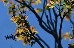 Spanish cedar(Cedrela odorata)