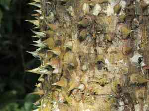 Spanish cedar(Cedrela odorata)