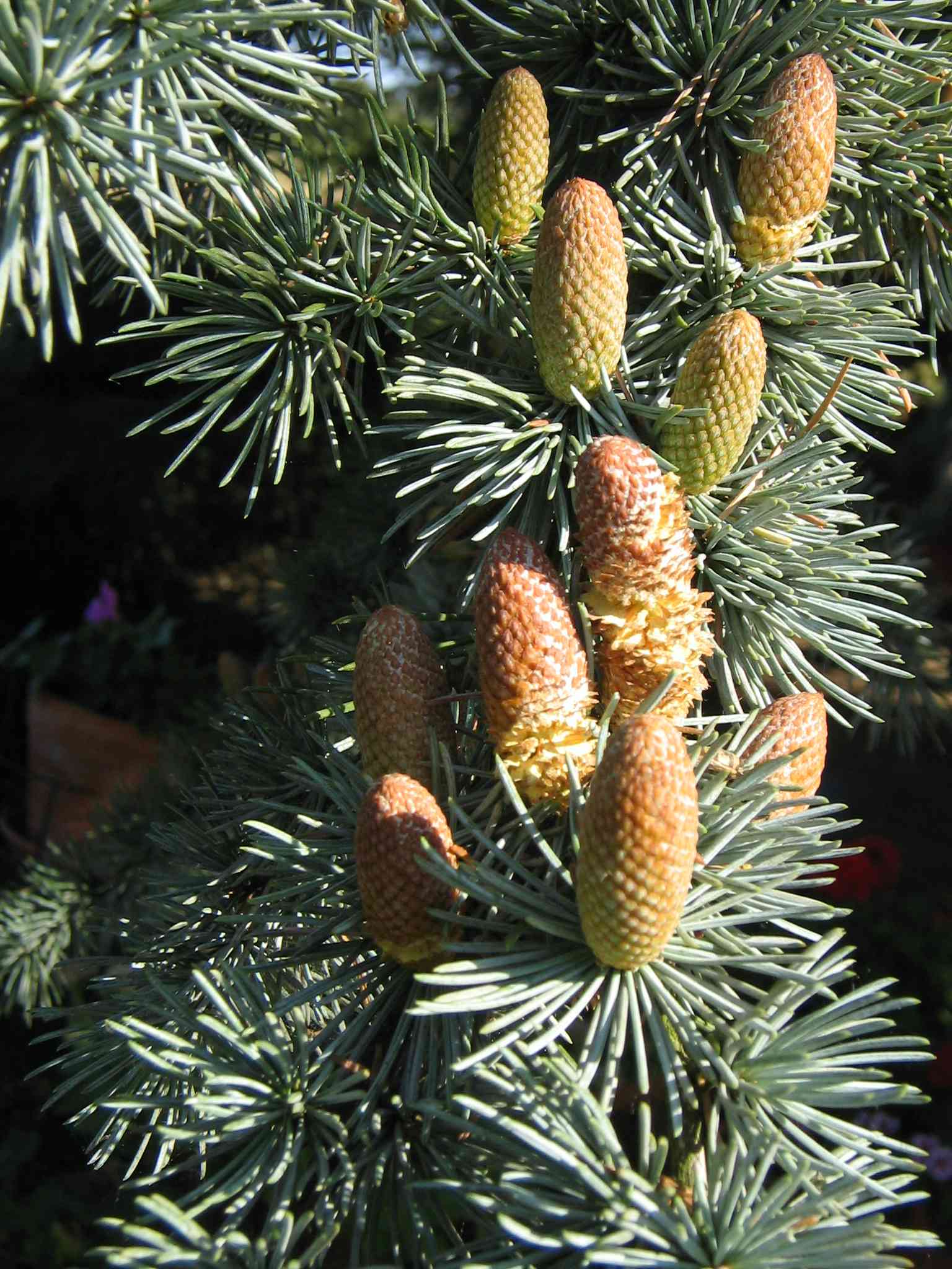 Atlas cedar(Cedrus atlantica)