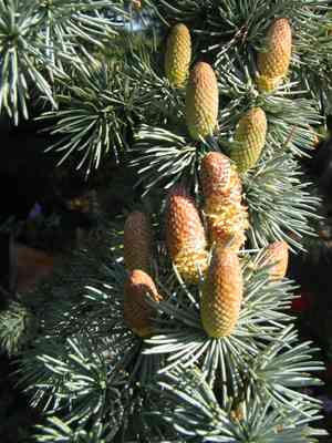 Atlas cedar(Cedrus atlantica)