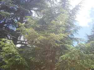 Atlas cedar(Cedrus atlantica)