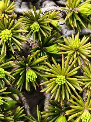Atlas cedar(Cedrus atlantica)