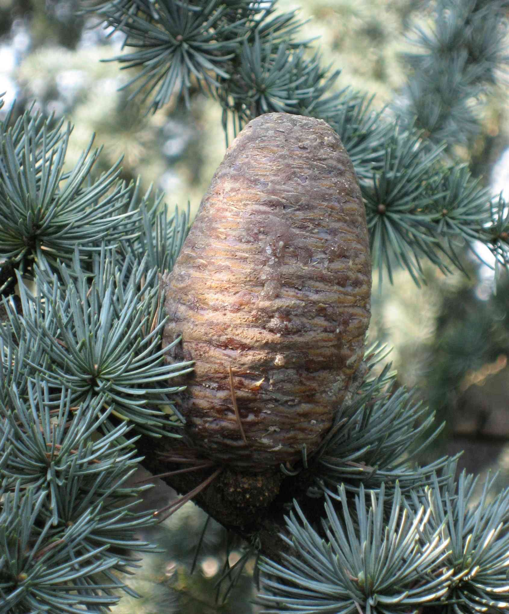 Atlas cedar(Cedrus atlantica)