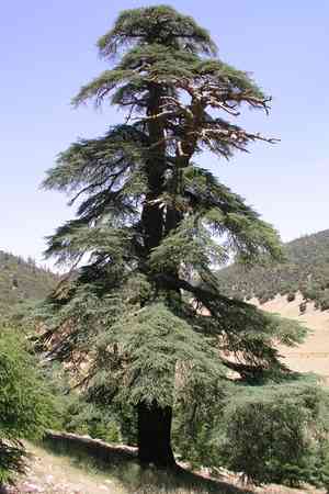 Atlas cedar(Cedrus atlantica)