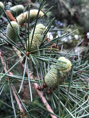 Deodar cedar(Cedrus deodara)