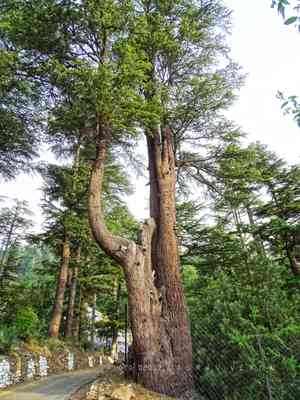 Deodar cedar(Cedrus deodara)