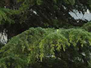 Deodar cedar(Cedrus deodara)