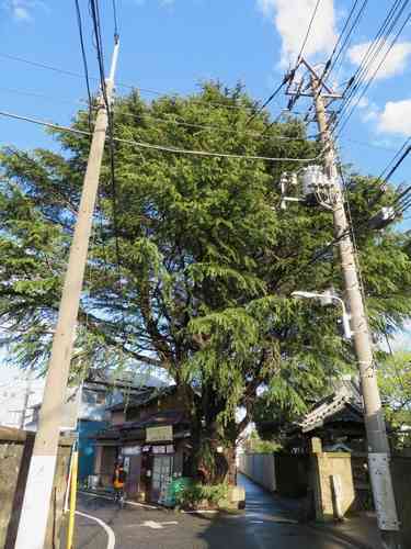 Deodar cedar(Cedrus deodara)