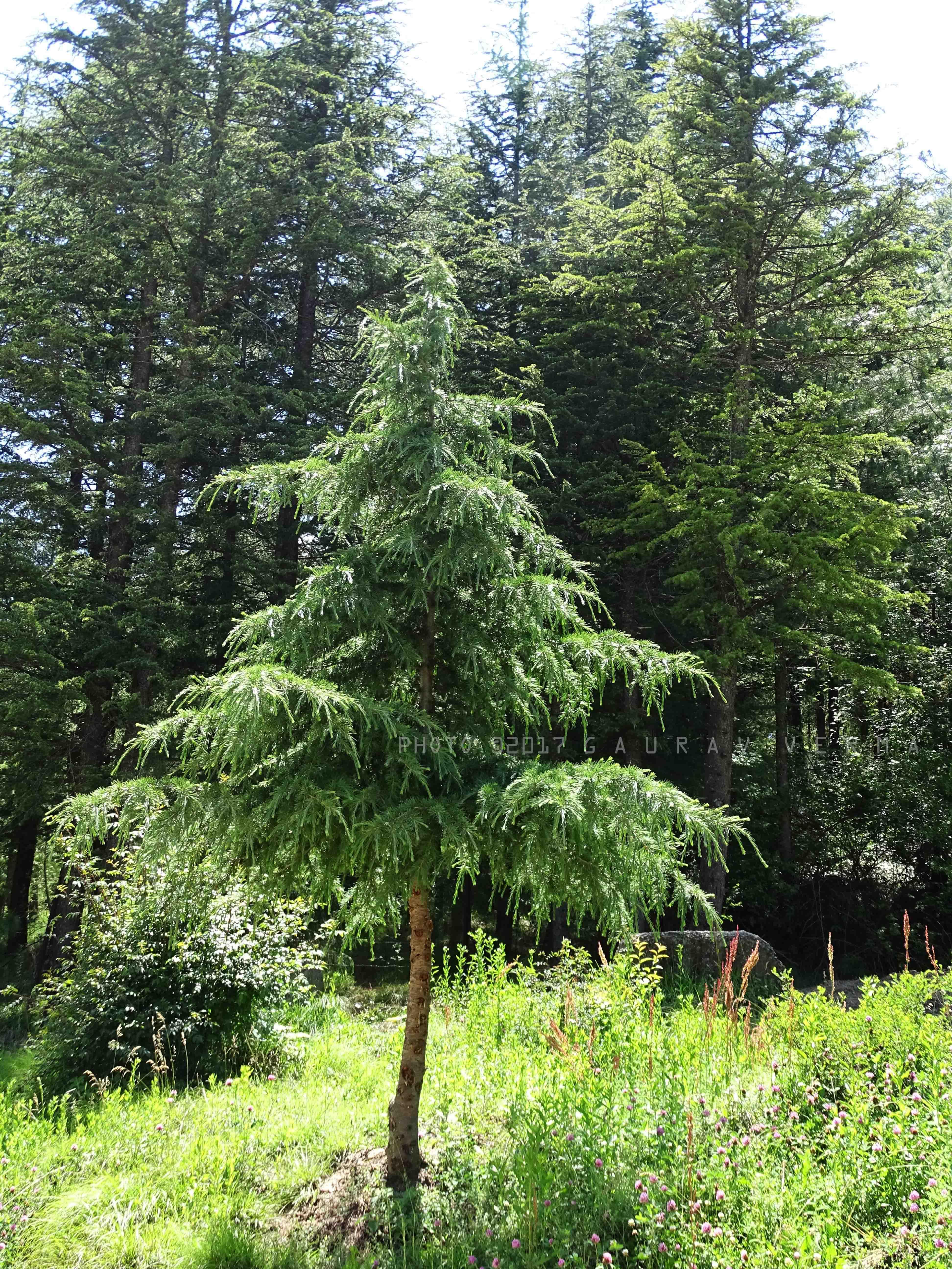 Deodar cedar