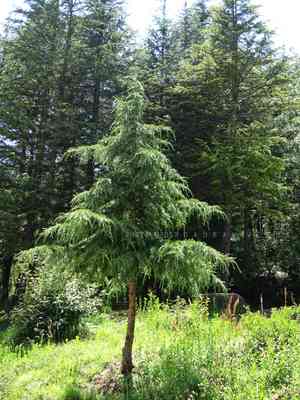 Deodar cedar(Cedrus deodara)