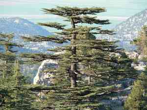 Cedar of lebanon(Cedrus libani)